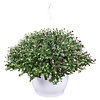 Chrysanthemum Skyfall gemengd | per stuk | 40 cm hoog | 25 cm hangpot