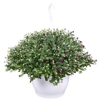 Chrysanthemum (Indicum Grp) Skyfall gemengd | hangchrysant per stuk | 40 cm hoog | 25 cm hangpot