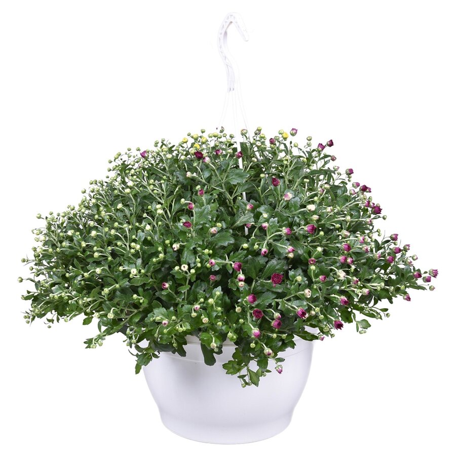 Chrysanthemum (Indicum Grp) Skyfall gemengd | hangchrysant per stuk | 40 cm hoog | 25 cm hangpot