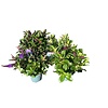 Hebe Addenda gemengd | 30 cm hoog | 12 cm pot | verkoop per stuk