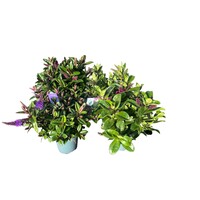 Hebe Addenda gemengd | Diverse kleuren | Ca. 30 cm hoog | In 12 cm pot | Verkoop per stuk