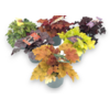Heuchera Indian Summer gemengd | 25 cm hoog | 12 cm pot | per stuk