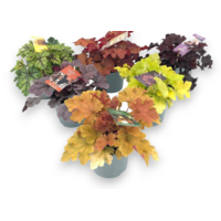 Heuchera Indian Summer gemengd | Purperklokje | 25 cm hoog | In 12 cm pot | Verkoop per stuk
