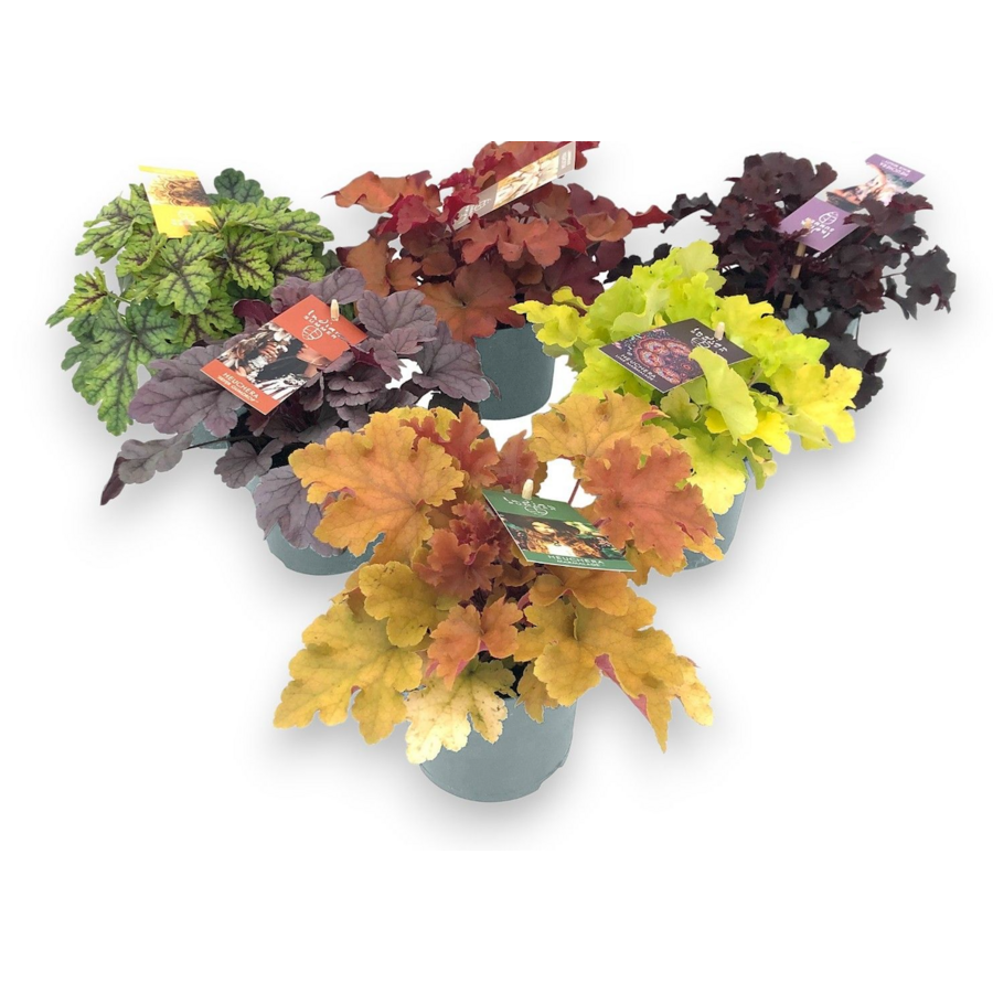 Heuchera Indian Summer gemengd | Purperklokje | 25 cm hoog | In 12 cm pot | Verkoop per stuk