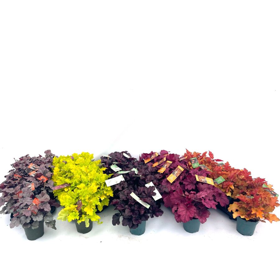 Heuchera Indian Summer gemengd | Purperklokje | 25 cm hoog | In 12 cm pot | Verkoop per stuk