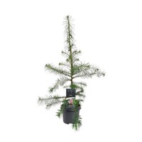 Larix decidua Europese lariks | 90 cm hoog | In 23 cm pot | Bladverliezende conifeer voor buiten