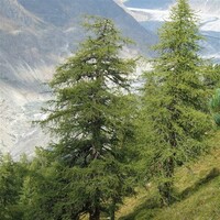 Larix decidua Europese lariks | 90 cm hoog | In 23 cm pot | Bladverliezende conifeer voor buiten