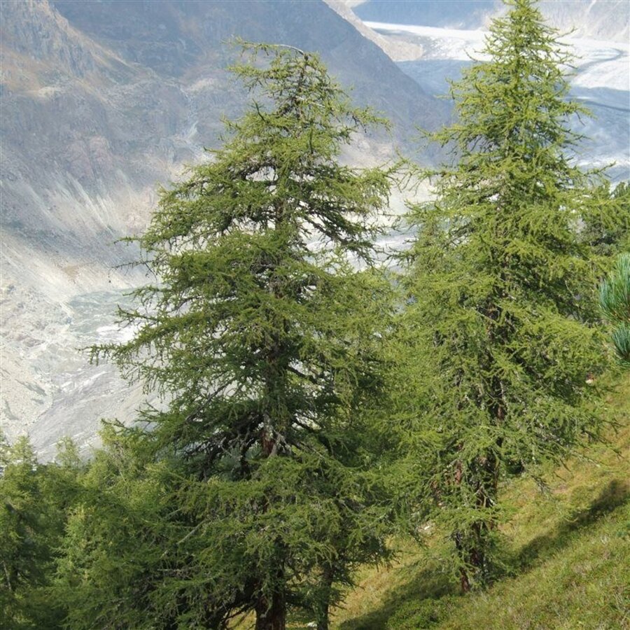 Larix decidua Europese lariks | 90 cm hoog | In 23 cm pot | Bladverliezende conifeer voor buiten