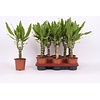 Dracaena fragrans Golden Coast | 11 cm pot | 40 cm hoog
