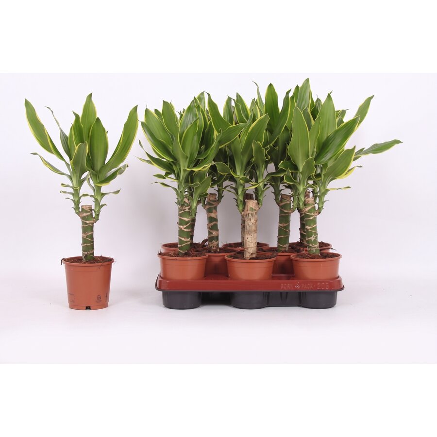 Dracaena fragrans Golden Coast kamerplant en terrariumplant | 11 cm pot | 40 cm hoog