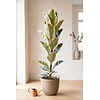 Ficus elastica 'Tineke' | pot 21 cm | 120 cm hoog