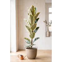 Ficus elastica 'Tineke' rubberplant | pot 21 cm | ca. 120 cm hoog