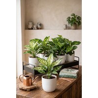 Homalomena wallisii 'Camouflage' | terrarium en kamerplant | pot 10 cm | 15 cm hoog