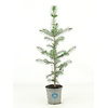 Picea abies | Fijnspar | 35 cm hoog | 9 cm pot