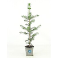 Picea abies | Fijnspar | 35 cm hoog | In 9 cm pot | Wintergroene conifeer