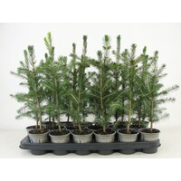 Picea abies | Fijnspar | 35 cm hoog | In 9 cm pot | Wintergroene conifeer