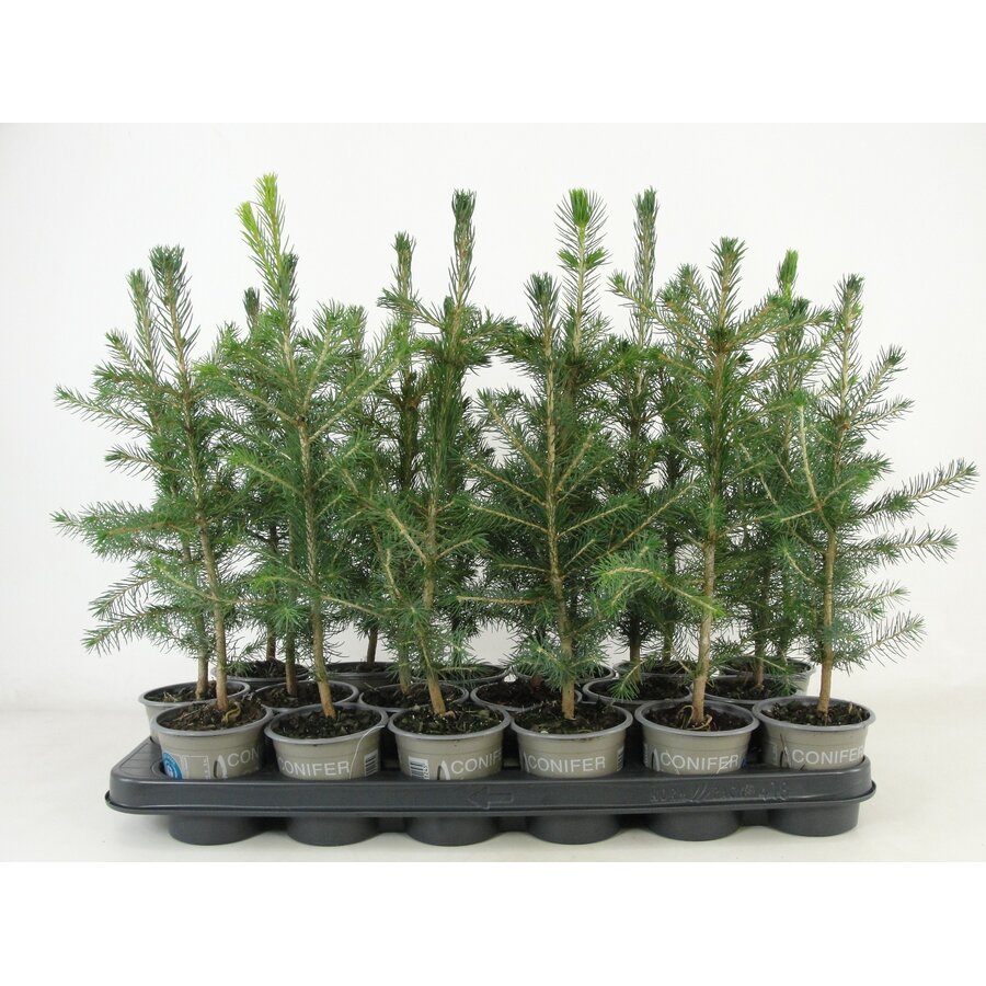 Picea abies | Fijnspar | 35 cm hoog | In 9 cm pot | Wintergroene conifeer