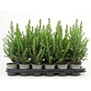 Picea glauca 'Conica' | 32 cm hoog | 9 cm pot