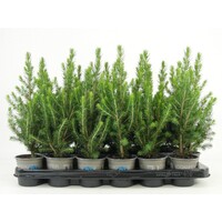 Picea glauca 'Conica' | Dwergspar | 32 cm hoog | In 9 cm pot | Compacte wintergroene conifeer