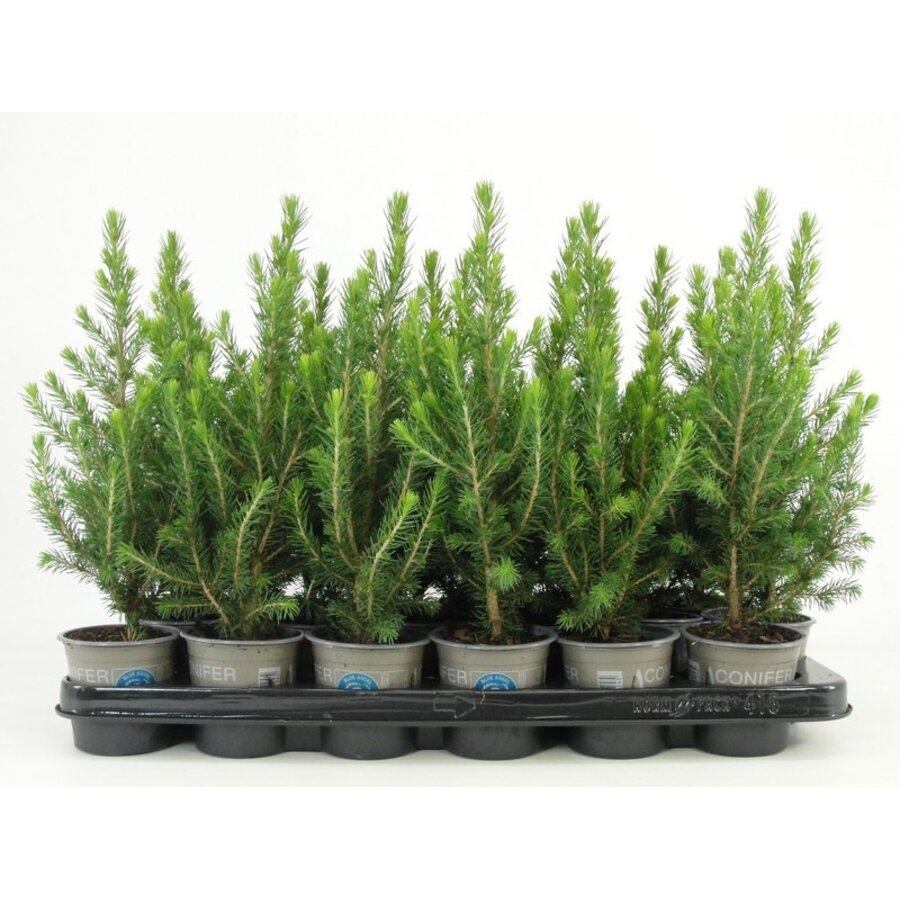 Picea glauca 'Conica' | Dwergspar | 32 cm hoog | In 9 cm pot | Compacte wintergroene conifeer