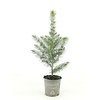 Picea pungens Glauca | Blauwspar | 25 cm hoog | 9 cm pot