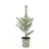 Picea pungens Glauca | Blauwspar | 25 cm hoog | In 9 cm pot | Wintergroene conifeer