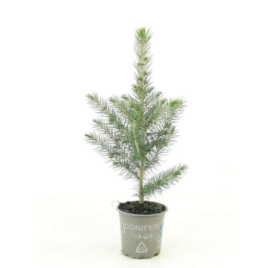 Picea pungens Glauca | Blauwspar | 25 cm hoog | In 9 cm pot | Wintergroene conifeer