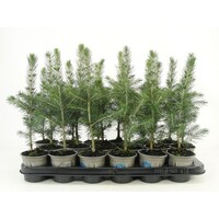 Picea pungens Glauca | Blauwspar | 25 cm hoog | In 9 cm pot | Wintergroene conifeer