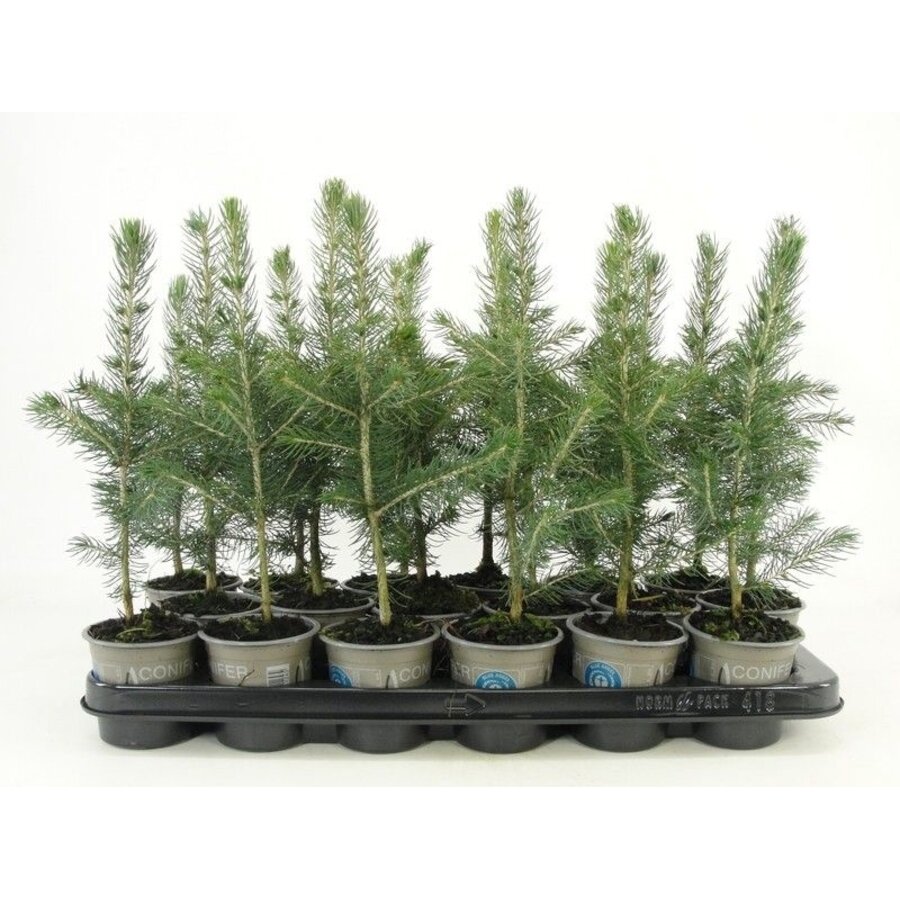 Picea pungens Glauca | Blauwspar | 25 cm hoog | In 9 cm pot | Wintergroene conifeer