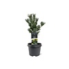 Pinus parviflora 'Glauca' | 35 cm hoog | 19 cm pot