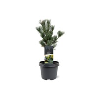 Pinus parviflora 'Glauca' | Japanse witte den | 35 cm hoog | In 19 cm pot | Wintergroene conifeer
