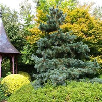 Pinus parviflora 'Glauca' | Japanse witte den | 35 cm hoog | In 19 cm pot | Wintergroene conifeer