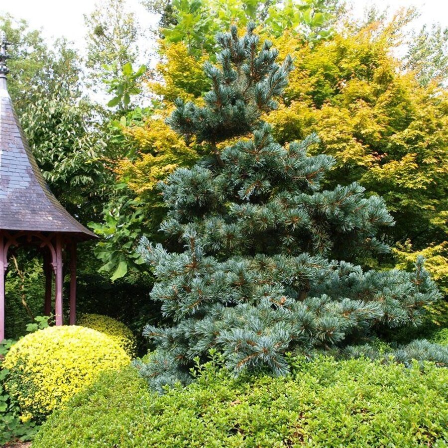 Pinus parviflora 'Glauca' | Japanse witte den | 35 cm hoog | In 19 cm pot | Wintergroene conifeer
