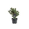 Pinus parviflora 'Negishi' | Japanse witte den | 30 cm hoog | 19 cm pot