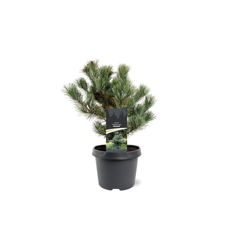 Pinus parviflora 'Negishi' | Japanse witte den | 30 cm hoog | In 19 cm pot | Compacte wintergroene conifeer