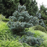 Pinus parviflora 'Negishi' | Japanse witte den | 30 cm hoog | In 19 cm pot | Compacte wintergroene conifeer