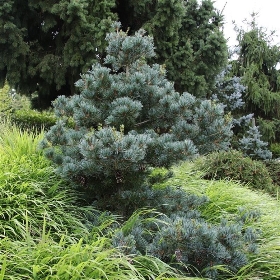 Pinus parviflora 'Negishi' | Japanse witte den | 30 cm hoog | In 19 cm pot | Compacte wintergroene conifeer