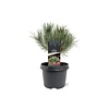 Pinus sylvestris 'Watereri' | 30 cm hoog | 19 cm pot