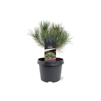 Pinus sylvestris 'Watereri' | Grove den | 30 cm hoog | In 19 cm pot | Compacte blauwgroene dwergconifeer