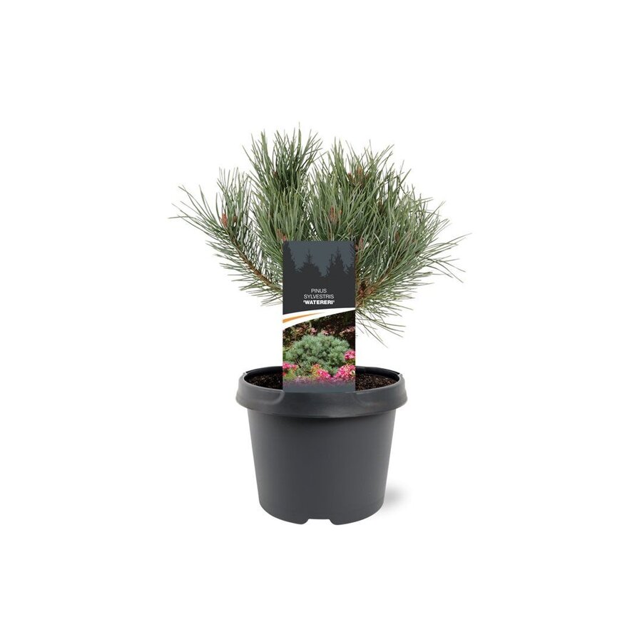 Pinus sylvestris 'Watereri' | Grove den | 30 cm hoog | In 19 cm pot | Compacte blauwgroene dwergconifeer