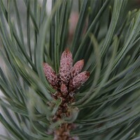 Pinus sylvestris 'Watereri' | Grove den | 30 cm hoog | In 19 cm pot | Compacte blauwgroene dwergconifeer