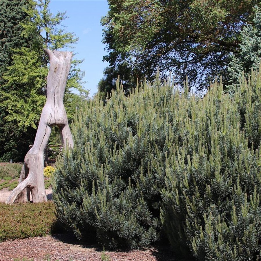 Pinus sylvestris 'Watereri' | Grove den | 30 cm hoog | In 19 cm pot | Compacte blauwgroene dwergconifeer