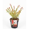 Salix integra 'Flamingo' | Flamingowilg | 19 cm pot | 50 cm hoog
