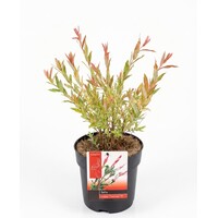 Salix integra 'Flamingo' | Flamingowilg | 50 cm hoog | In 19 cm pot | Sierwilg voor tuin, balkon en terras