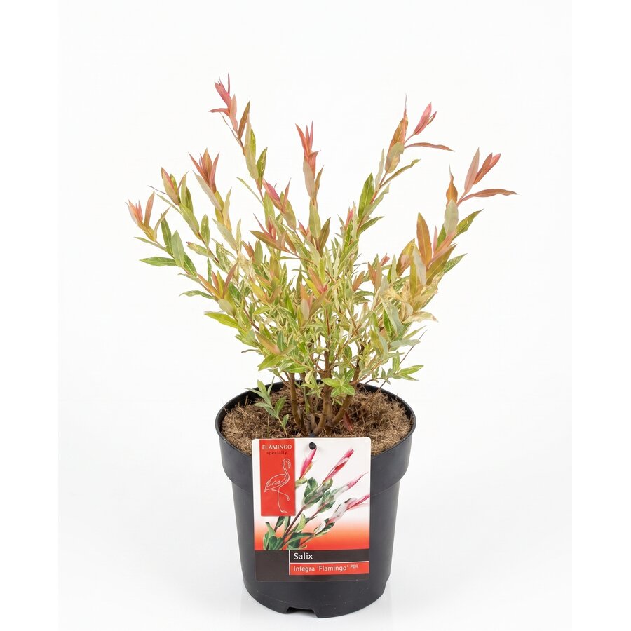 Salix integra 'Flamingo' | Flamingowilg | 50 cm hoog | In 19 cm pot | Sierwilg voor tuin, balkon en terras