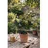 Skimmia japonica 'Finchy' | 30 cm hoog | 10,5 cm pot