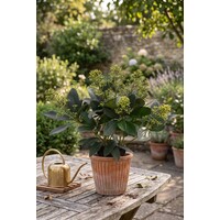 Skimmia japonica 'Finchy' | 30 cm hoog | In 10,5 cm pot | Groenblijvende skimmia