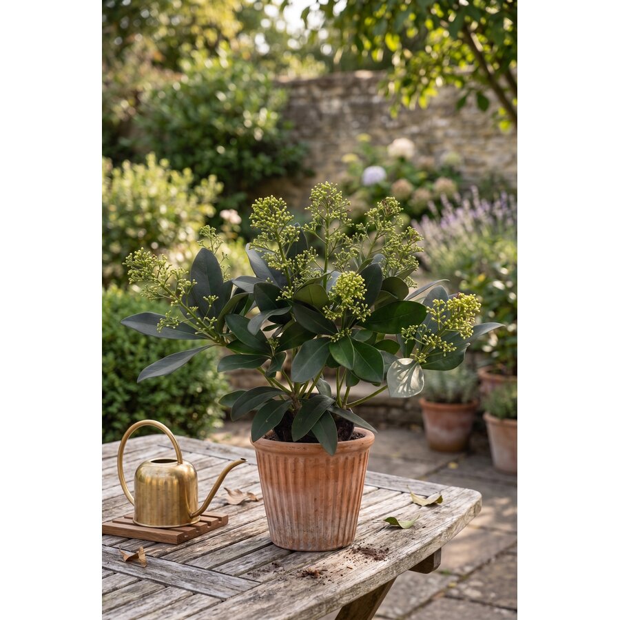 Skimmia japonica 'Finchy' | 30 cm hoog | In 10,5 cm pot | Groenblijvende skimmia