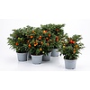 Solanum pseudocapsicum | Oranjeboompje | 10 cm pot | 22 cm hoog