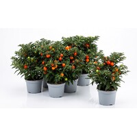Solanum pseudocapsicum | Oranjeboompje | 22 cm hoog | In 10 cm pot | Sierplant met oranje besjes